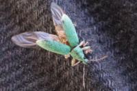 Polydrusus formosus