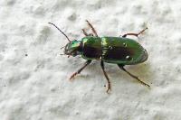 Harpalus