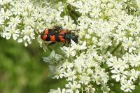 Trichodes alvearius