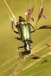 Clanoptilus elegans