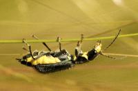 Clanoptilus elegans