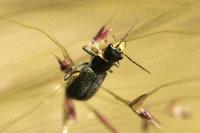 Clanoptilus elegans