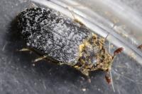 Dermestes undulatus
