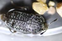 Thanatophilus rugosus