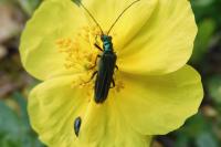 Oedemera nobilis