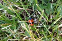 Clytra laeviuscula