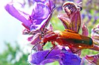 Rhagonycha fulva