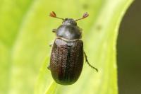Amphimallon atrum