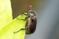 Amphimallon atrum