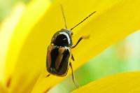 Cryptocephalus vittatus