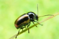 Cryptocephalus vittatus