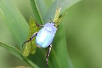 Hoplia coerulea