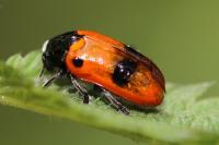 Clytra laeviuscula