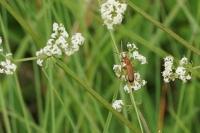 Rhagonycha fulva