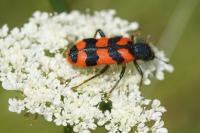 Trichodes alvearius