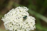 Oedemera nobilis