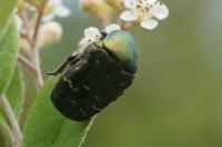 Cetonia aurata