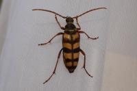 Leptura aurulenta