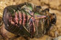 Cetonia aurata
