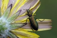 Psilothrix viridicoerulea