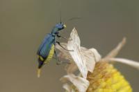 Clanoptilus elegans