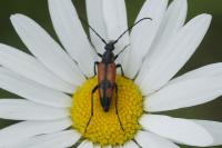 Stenurella bifasciata