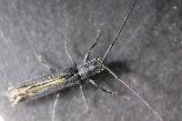 Calamobius filum