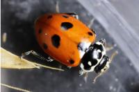 Hippodamia variegata