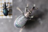 Perapion violaceum