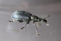 Perapion violaceum