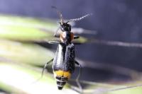 Axinotarsus marginalis