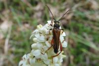 Stenopterus rufus