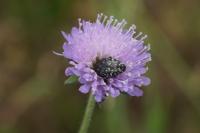 Oxythyrea funesta