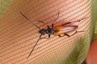 Stenurella melanura