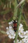 Stenurella bifasciata