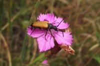 Stictoleptura fulva