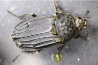 Thanatophilus sinuatus