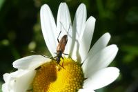 Stenurella melanura