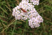 Rhagonycha fulva