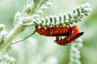 Rhagonycha fulva