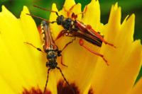 Stenopterus rufus