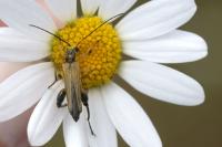Oedemera podagrariae