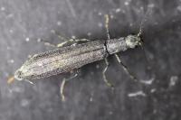 Dolichosoma lineare