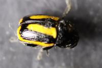 Cryptocephalus vittatus
