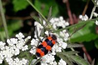 Trichodes apiarius