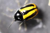 Cryptocephalus vittatus