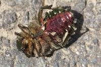Cetonia aurata