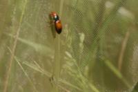 Diachromus germanus