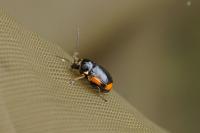 Cryptocephalus moraei