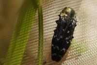 Coraebus undatus